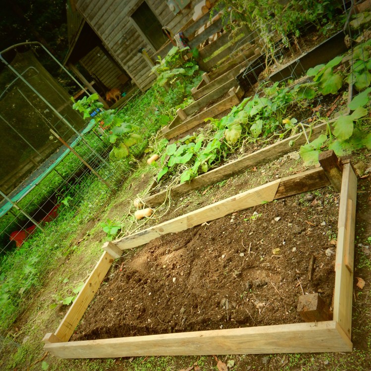 Garden in transition