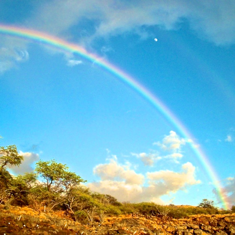 Ecosia – Troll the internet, plant&nbsp;trees