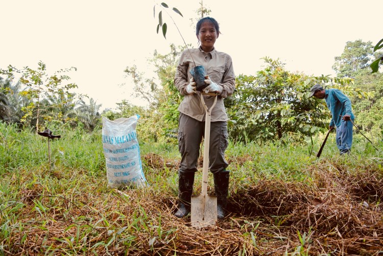 Reforestation project in Malaysia