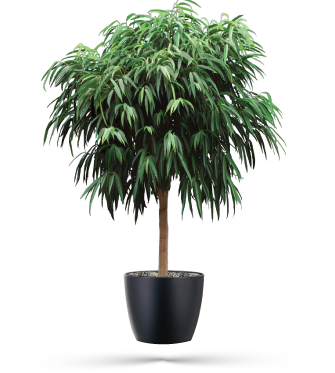 Screen Shot 2019-02-08 at 12.23.26 PM