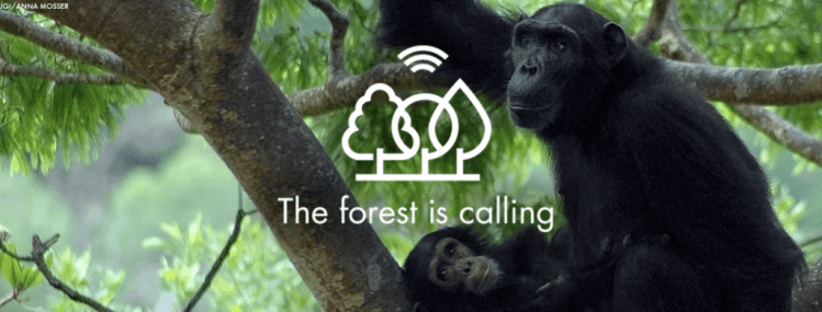 The Forest is Calling